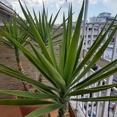Apartament Acanthus